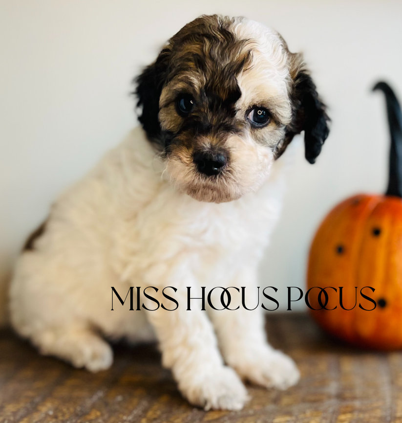 Puppyページです。 Jenkins Puppy Paradise - AKC Shih-Tzu Puppies | Whitwell TN