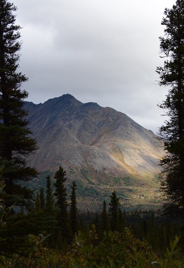 Mountain view through trees