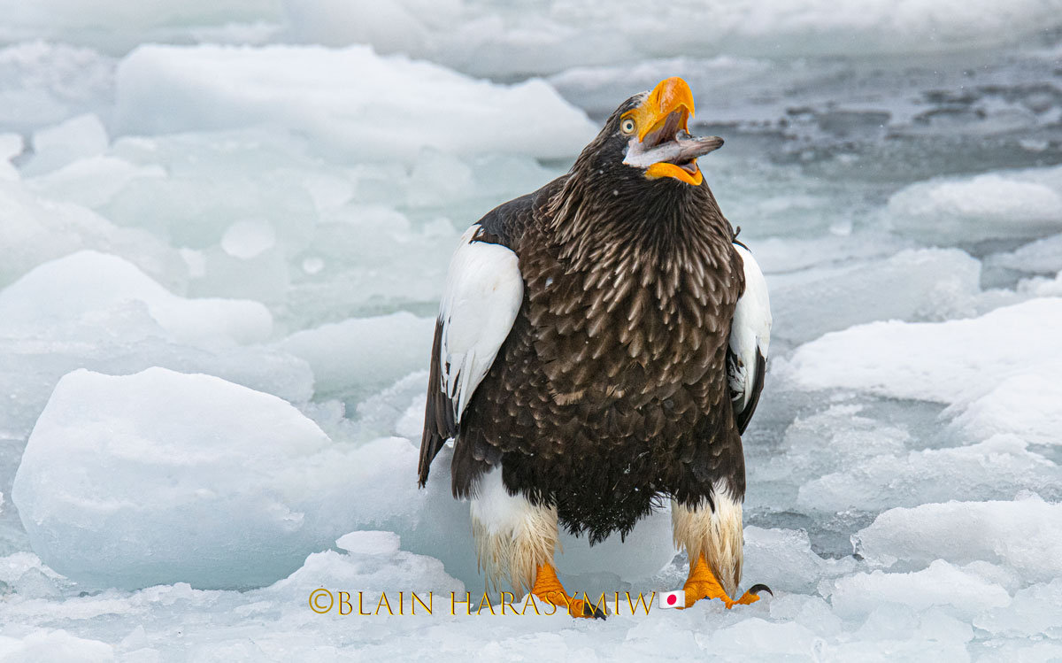 Steller’s Sea Eagles - Hokkaido Photo Workshop Tour - Blain Harasymiw