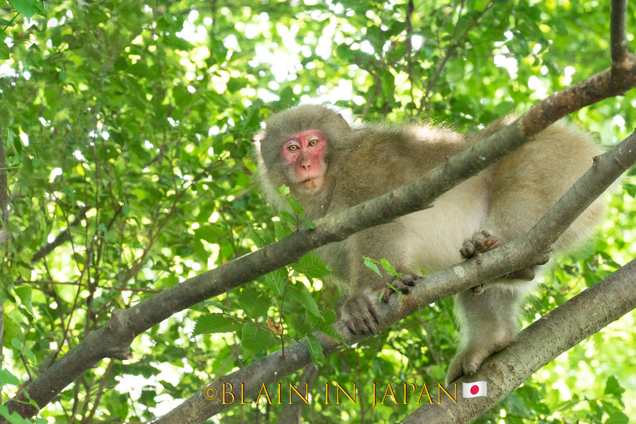 Adventure Filled Summer - Japan Snow Monkey Photo Tour - Blain