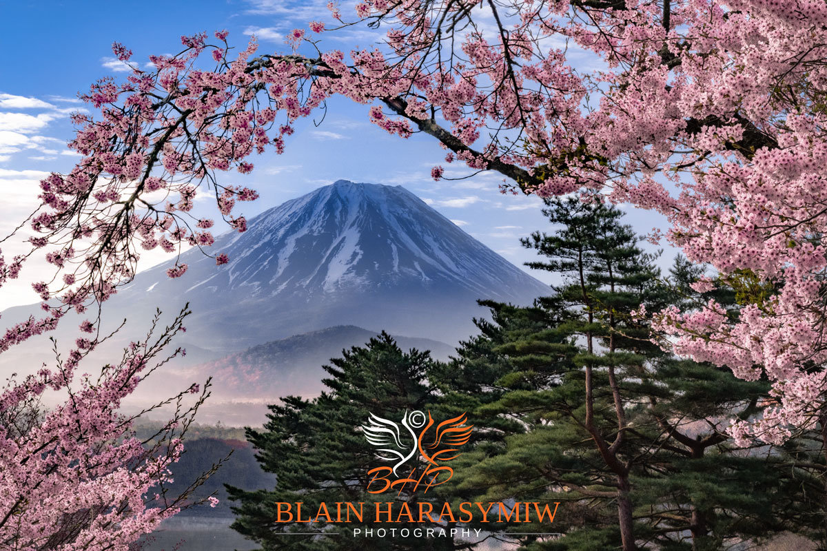 Cherry Blossom Photography Workshop 2026 - Mt. Fuji and Beyond