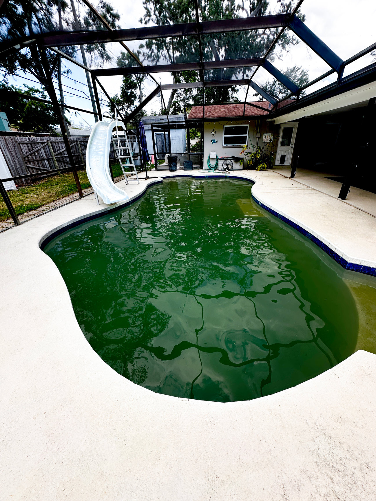 Green pool before professional pool treatment by Playa Pool Pros