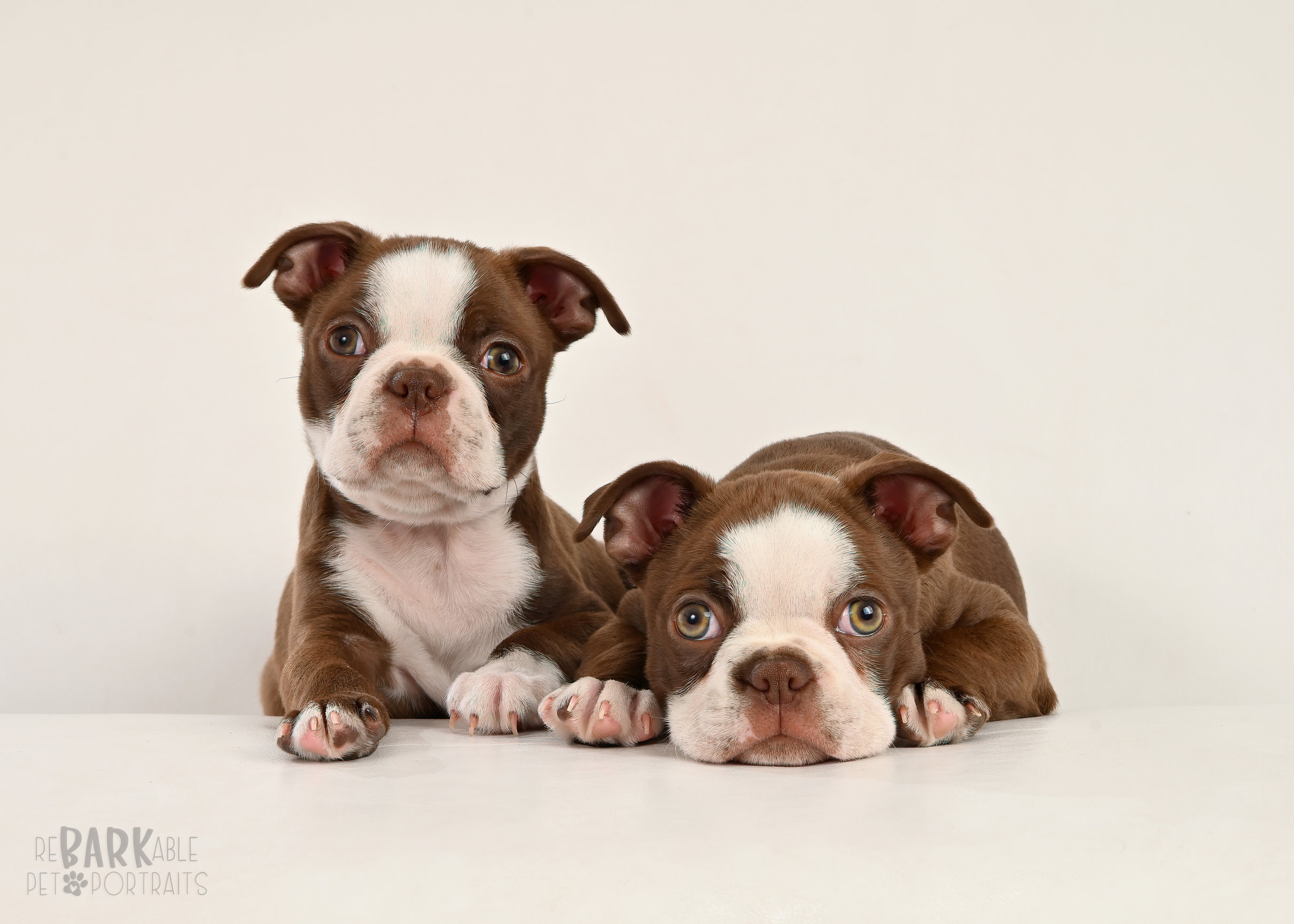 ReBARKable Pet Portraits Images by Kay & Co Photography