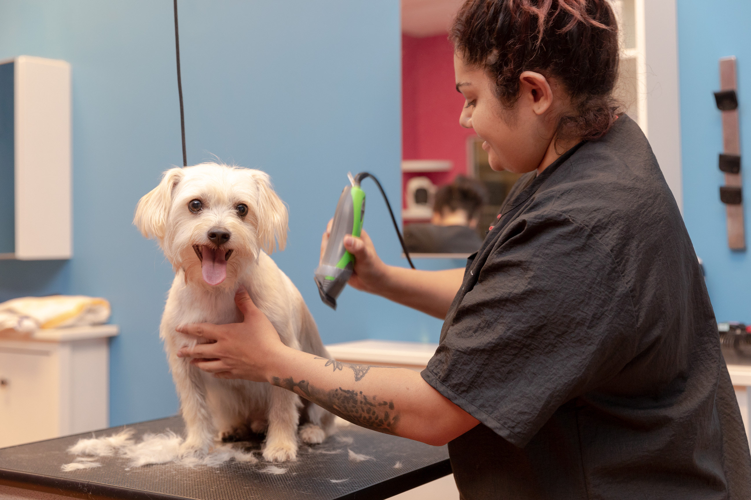 Dog Grooming in Lewisville And Coppell