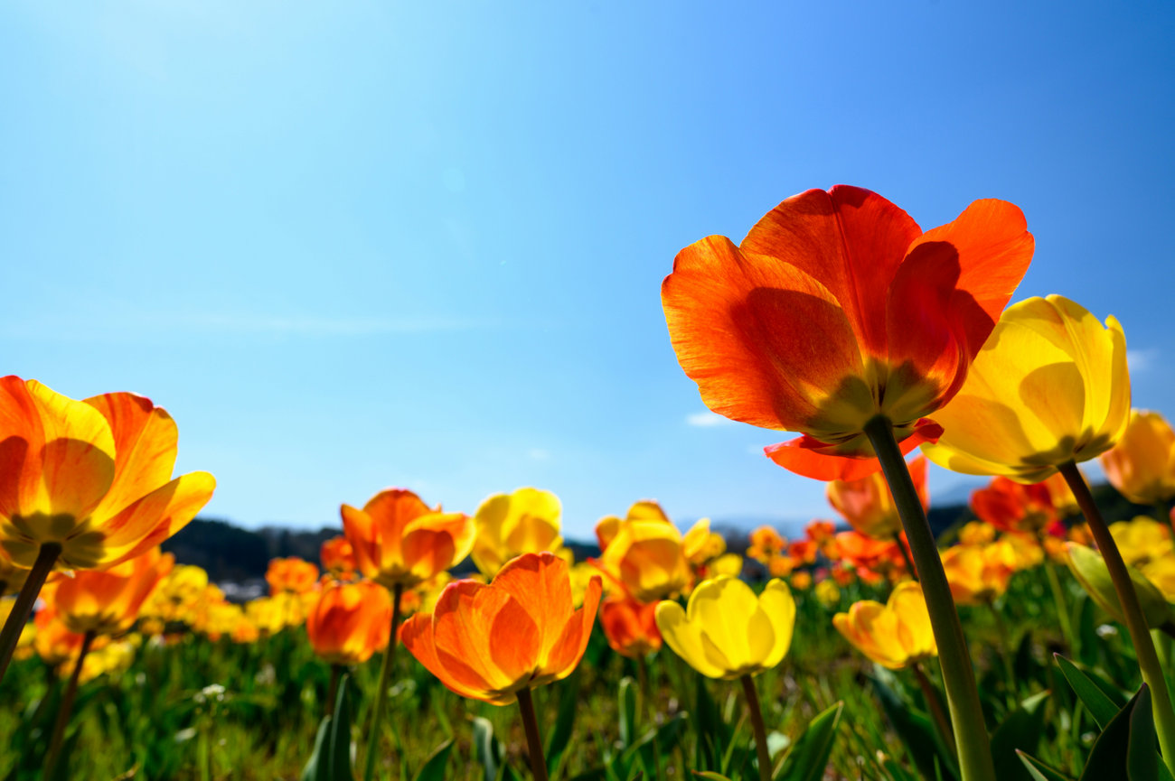 Vibrant orange and yellow flowers blooming in a field under a bright blue sky