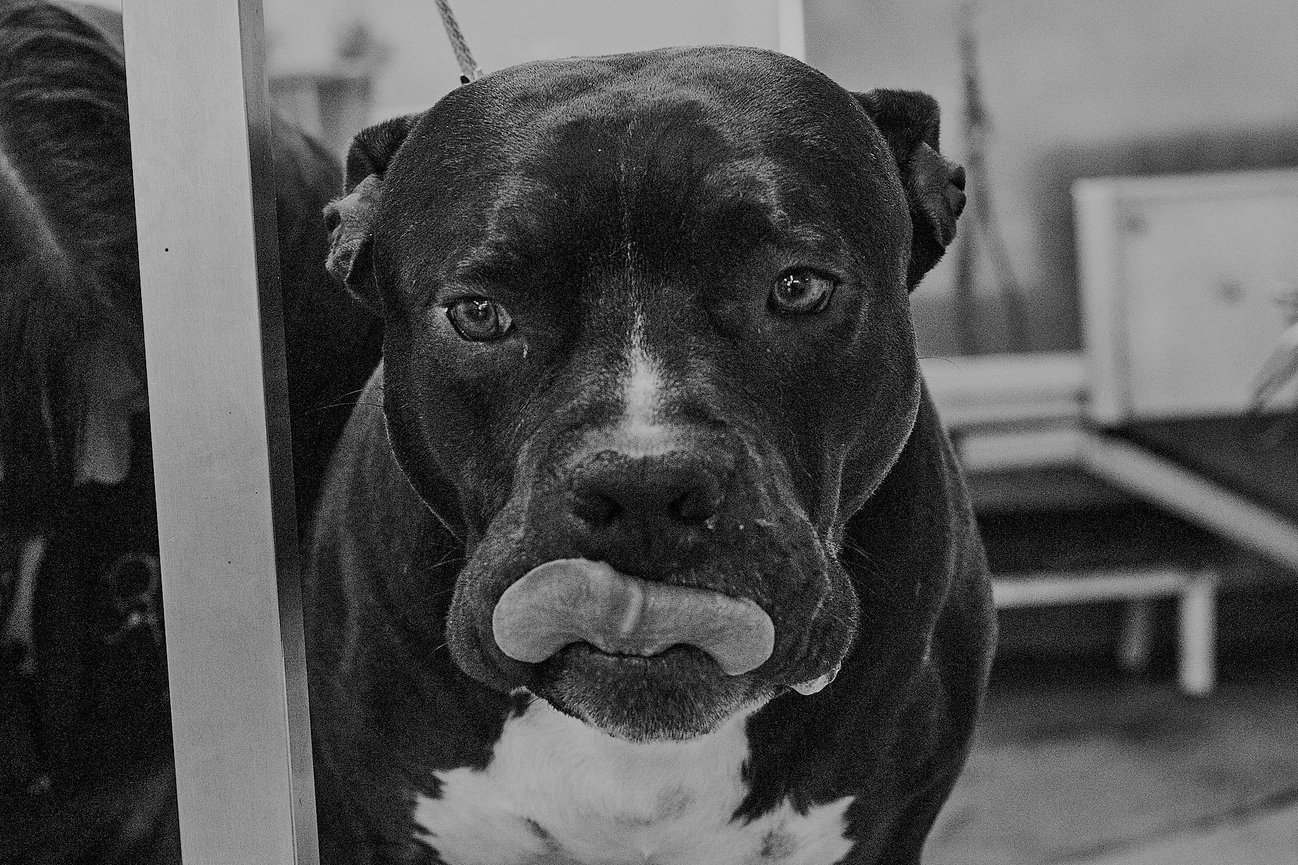 A testimonial image for Sit. Stay. Snap Pet Photography in Medicine Hat, highlighting candid pet photography and happy client reviews.
