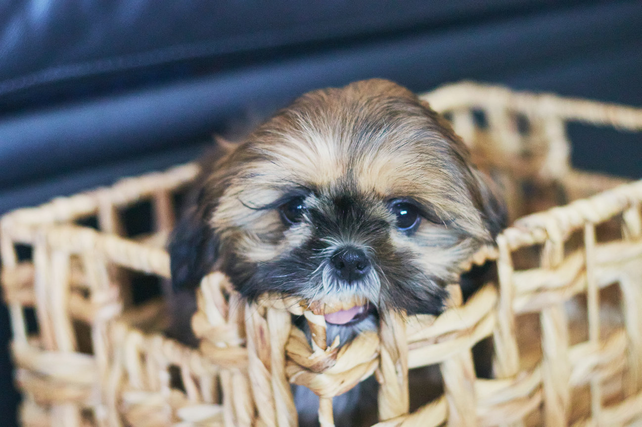 An additional portfolio image for pet photography reviews in Medicine Hat by Sit. Stay. Snap Pet Photography.