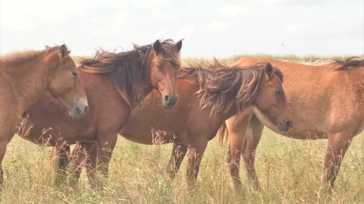 The Herds - The Wild Horse Preserve at Grayce Wynds