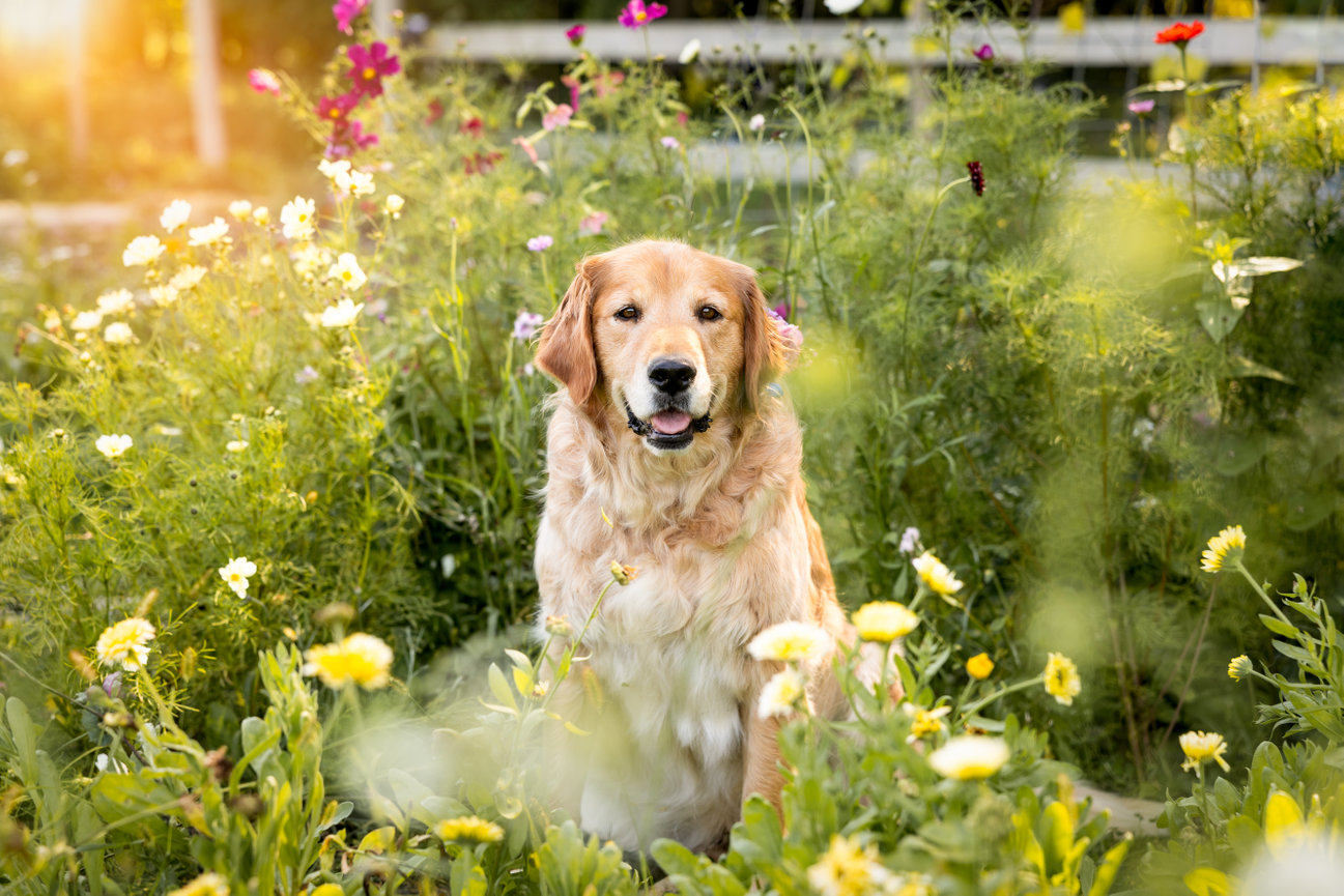Golden retriever sitting in a lush flower garden with sunlight streaming through.