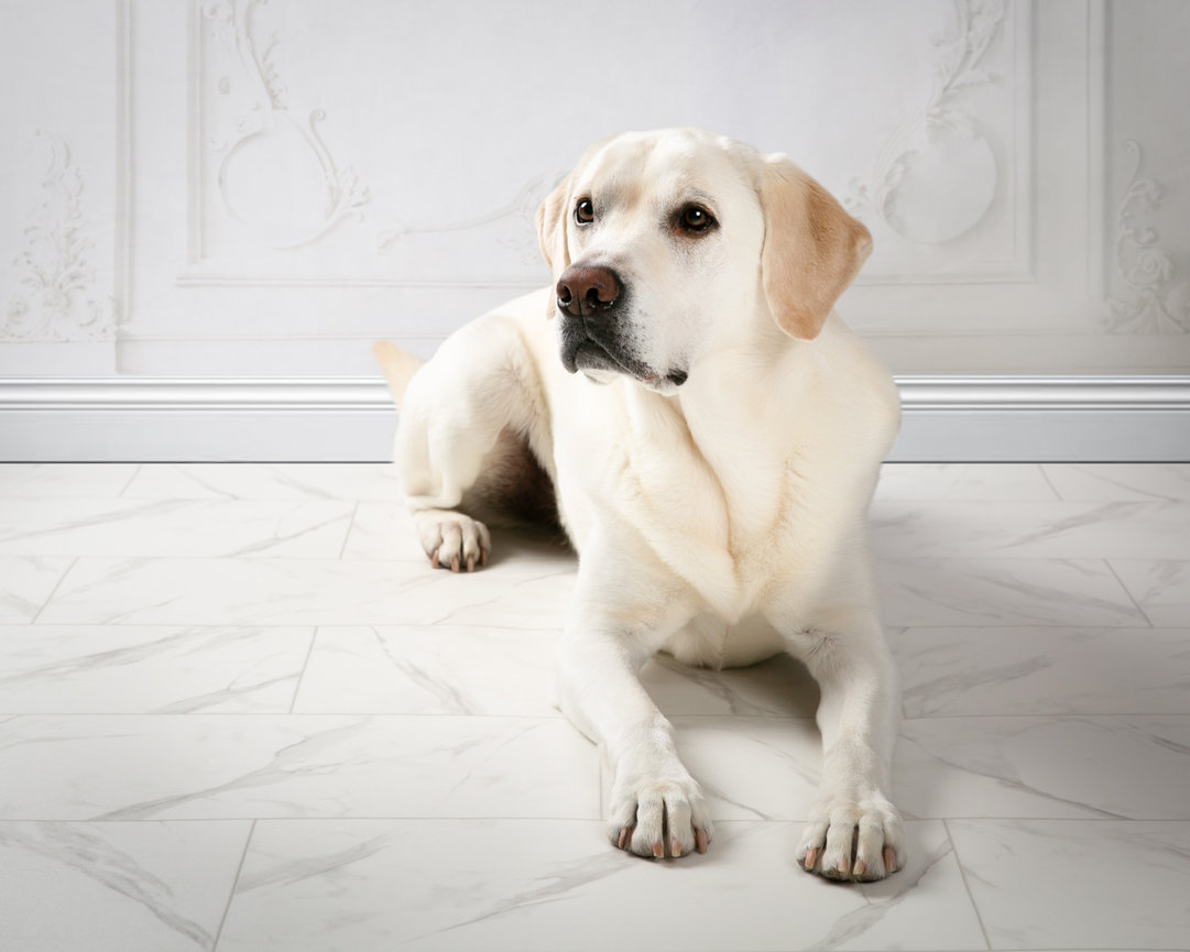 White dog lying on a bright white floor in a clean studio interior.