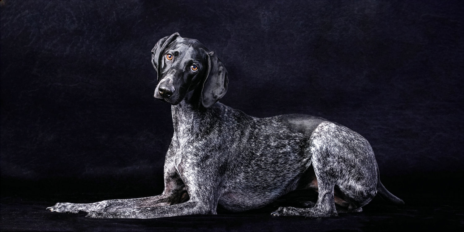 Gray speckled dog lying in profile on a dark studio background.