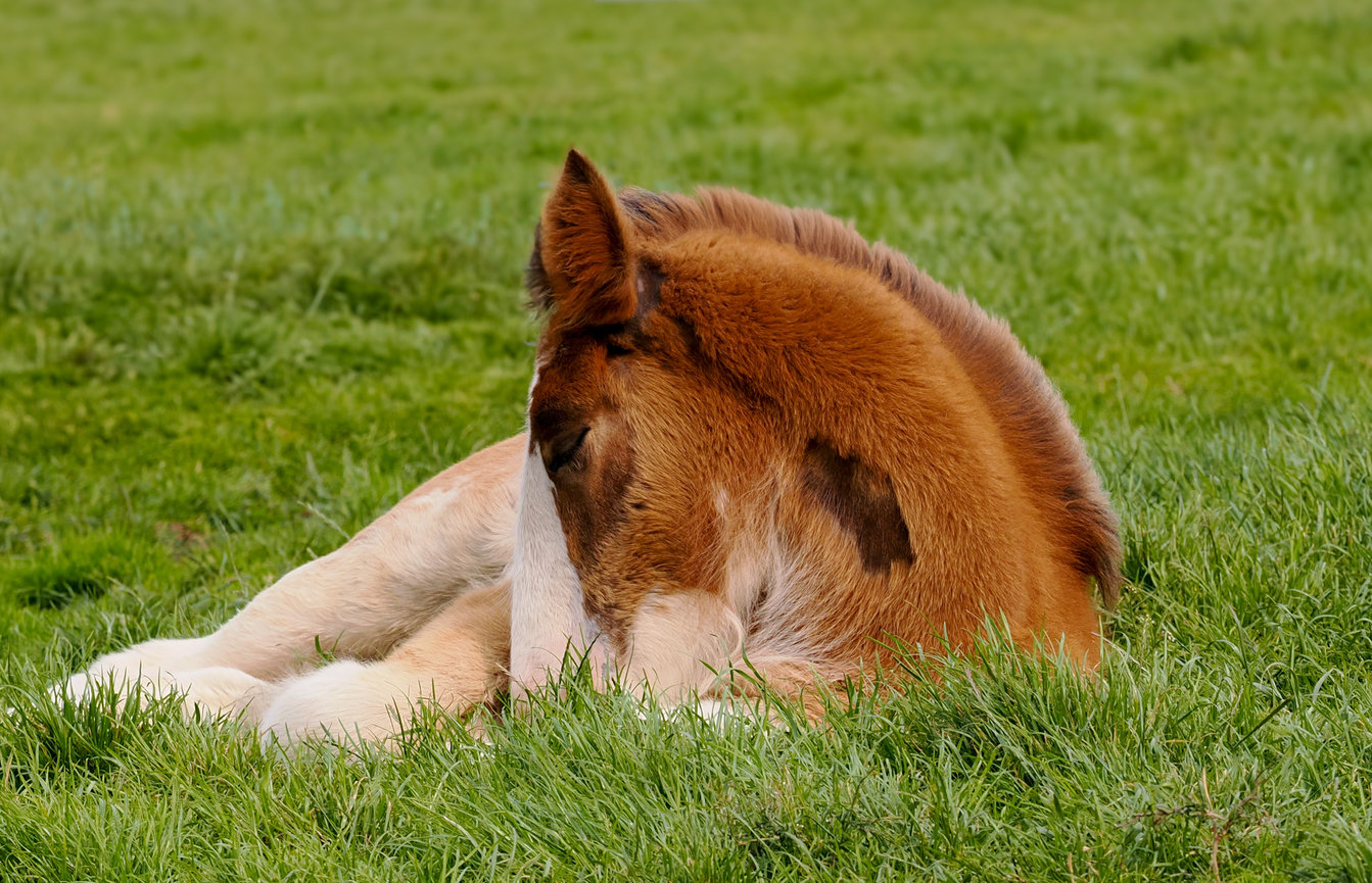 A brown foal resting on green grass, with its head tucked into its body.