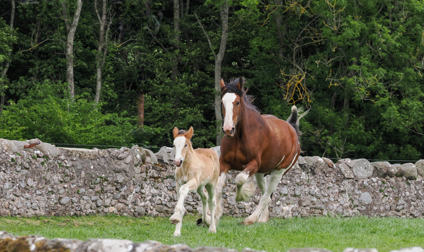 A brown horse and a foal running together in a grassy field near a stone wall. Lush green trees in the background.