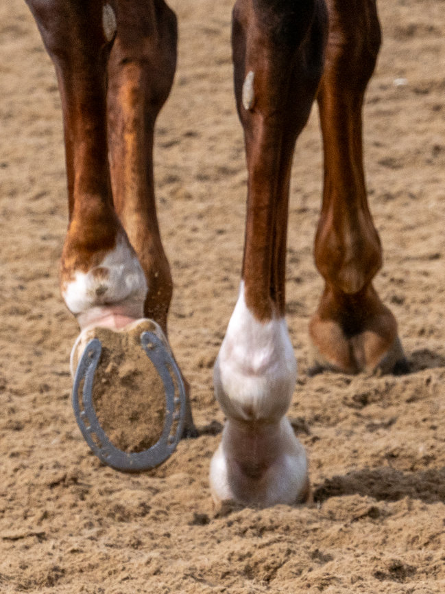 A close-up of a horse's hoof in motion on sandy ground, showcasing the horseshoe and leg detailing.