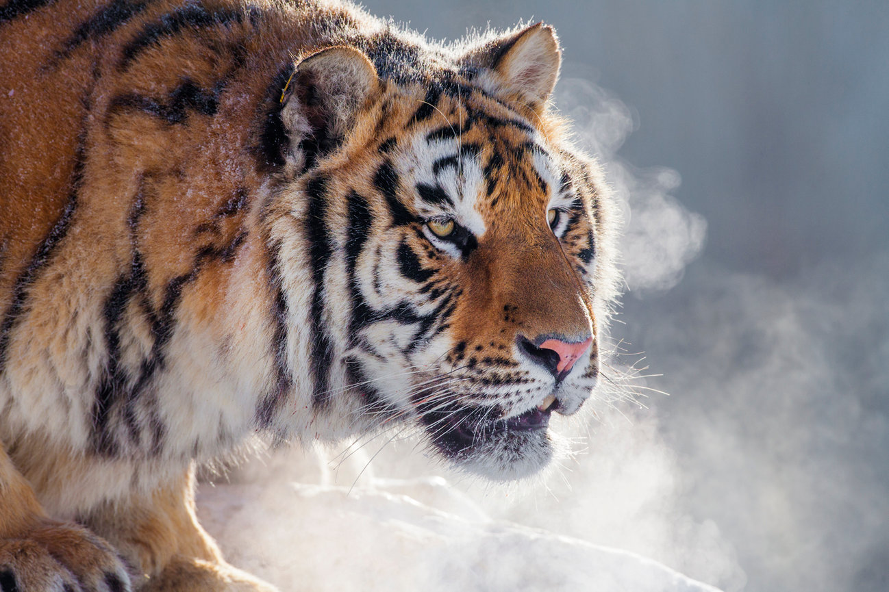 Rare photo of a White Bengal tiger in a natural environment (by Jim  Zuckerman) : r/interestingasfuck