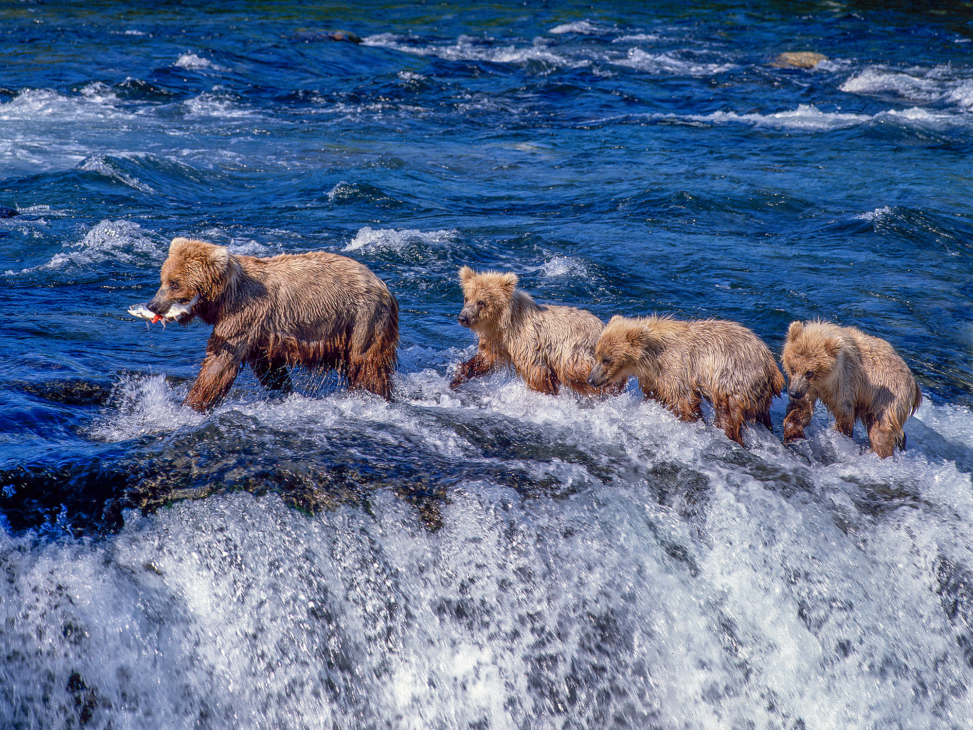 Brown Bears In Alaska Jim Zuckerman Photography Photo Tours