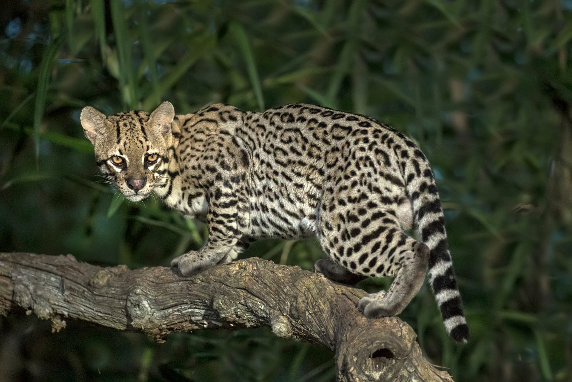 Ocelot in the Pantanal - Jim Zuckerman photography & photo tours