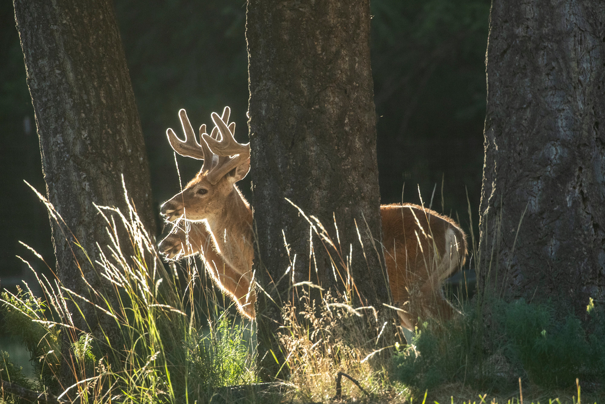 White tail deer backlit - Jim Zuckerman photography & photo tours
