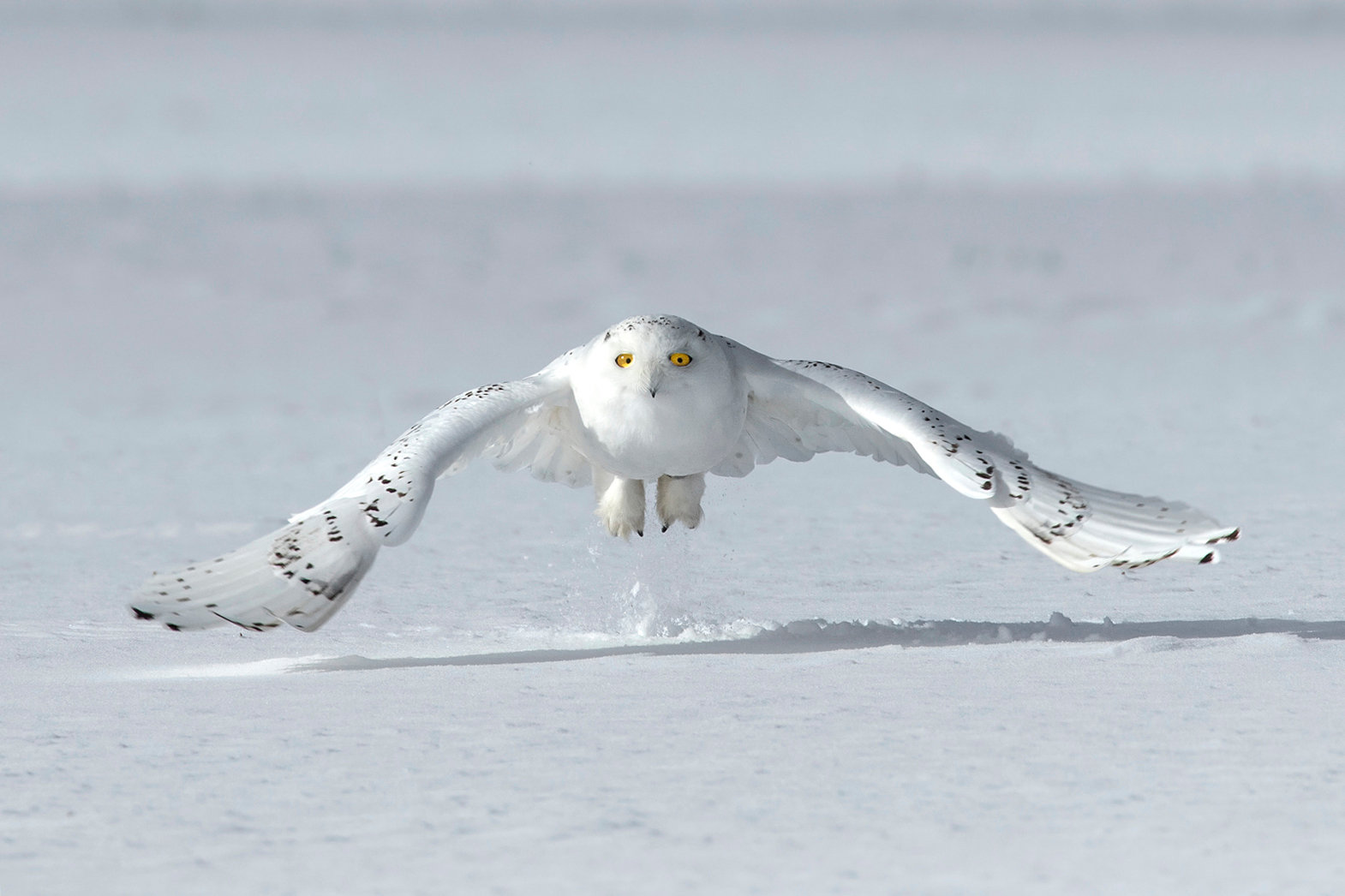 Snowy owl in sunrise light - Jim Zuckerman photography & photo tours