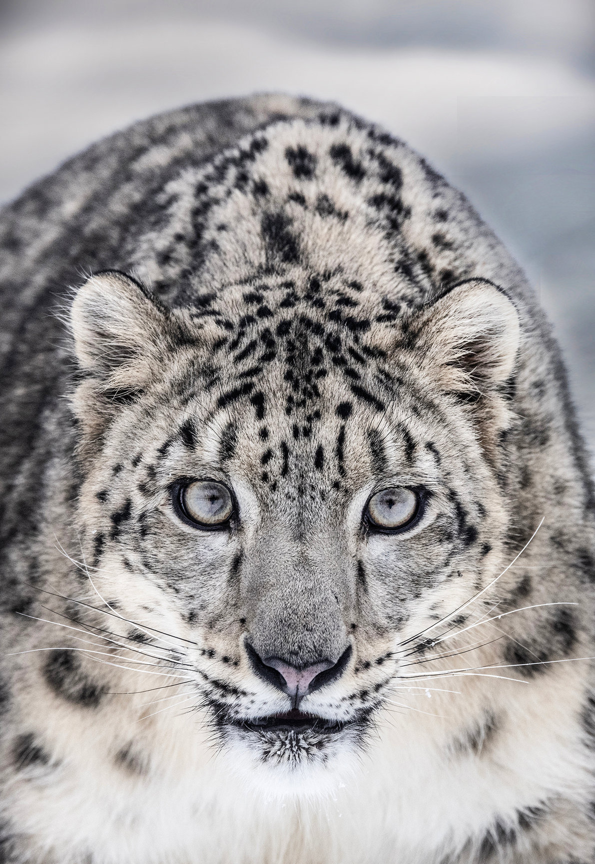 Snow Leopard Journeys  Photographic and Wildlife Experience