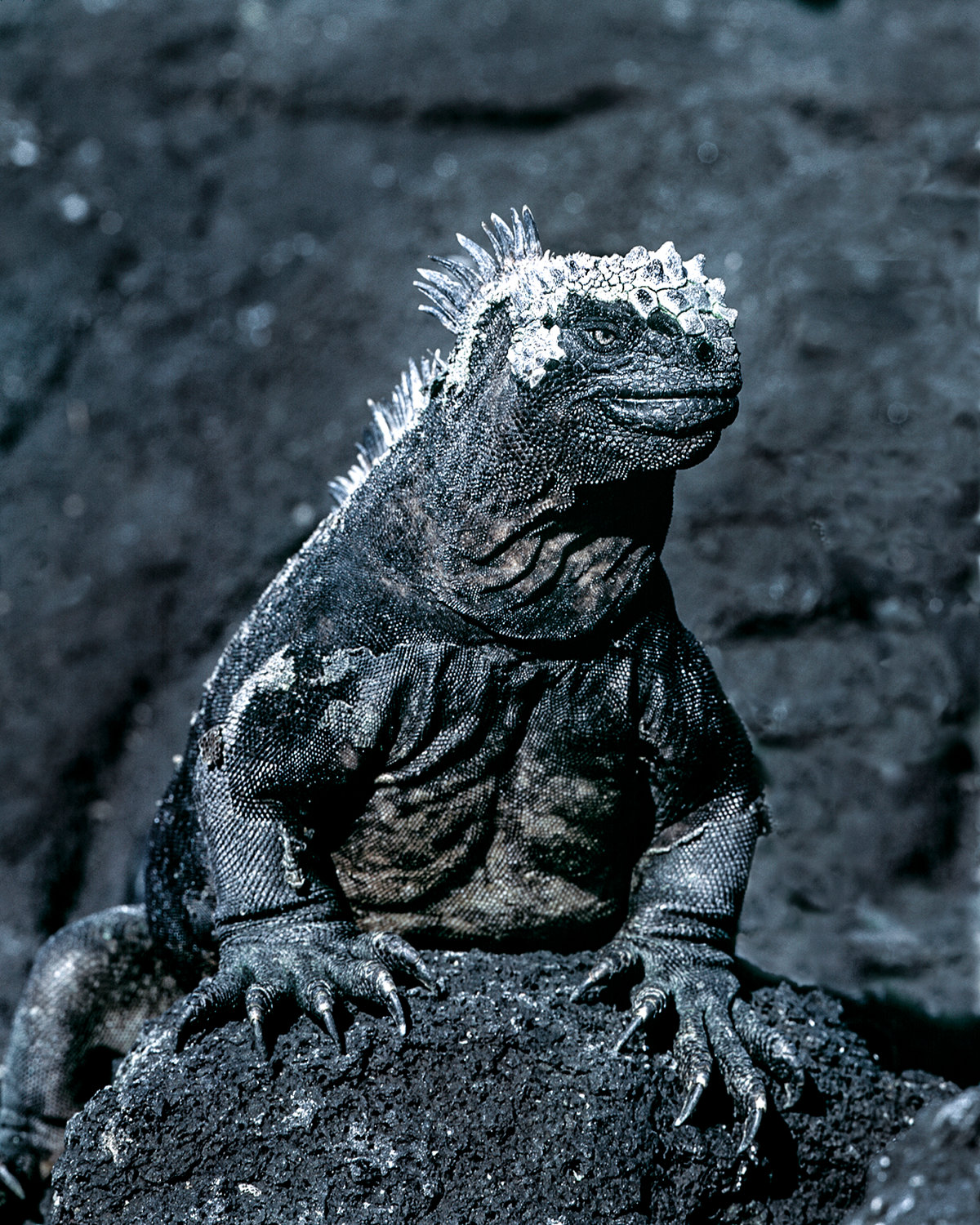 Marine iguana on lava - Jim Zuckerman photography & photo tours