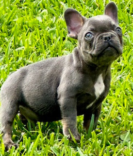 Available French Bulldog Puppies | Farfalla Frenchies Florida