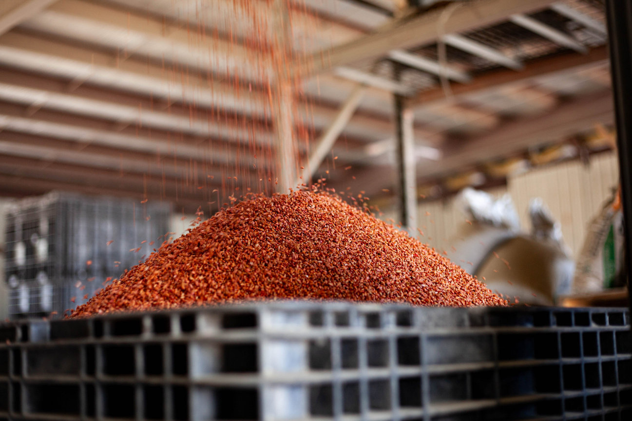 Planting season begins, treated seed being loaded into a bin ahead of planting.