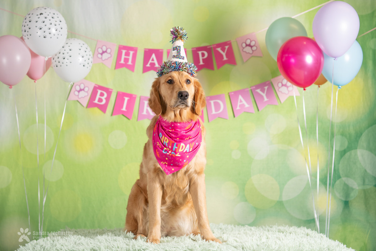 National Golden Retriever Day sandra mccarthy photography