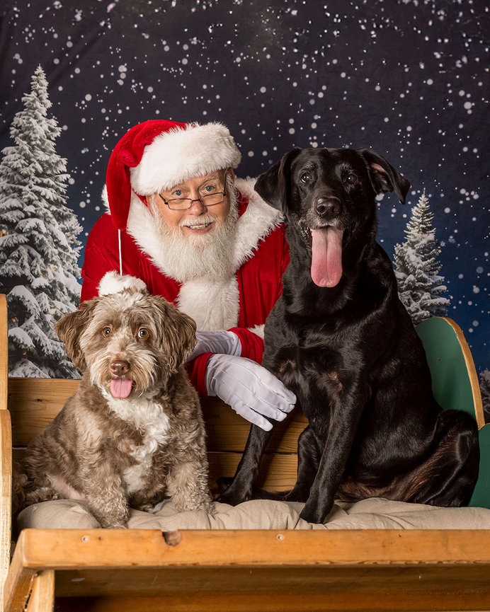 Santa Paws with two dogs sitting on a bench