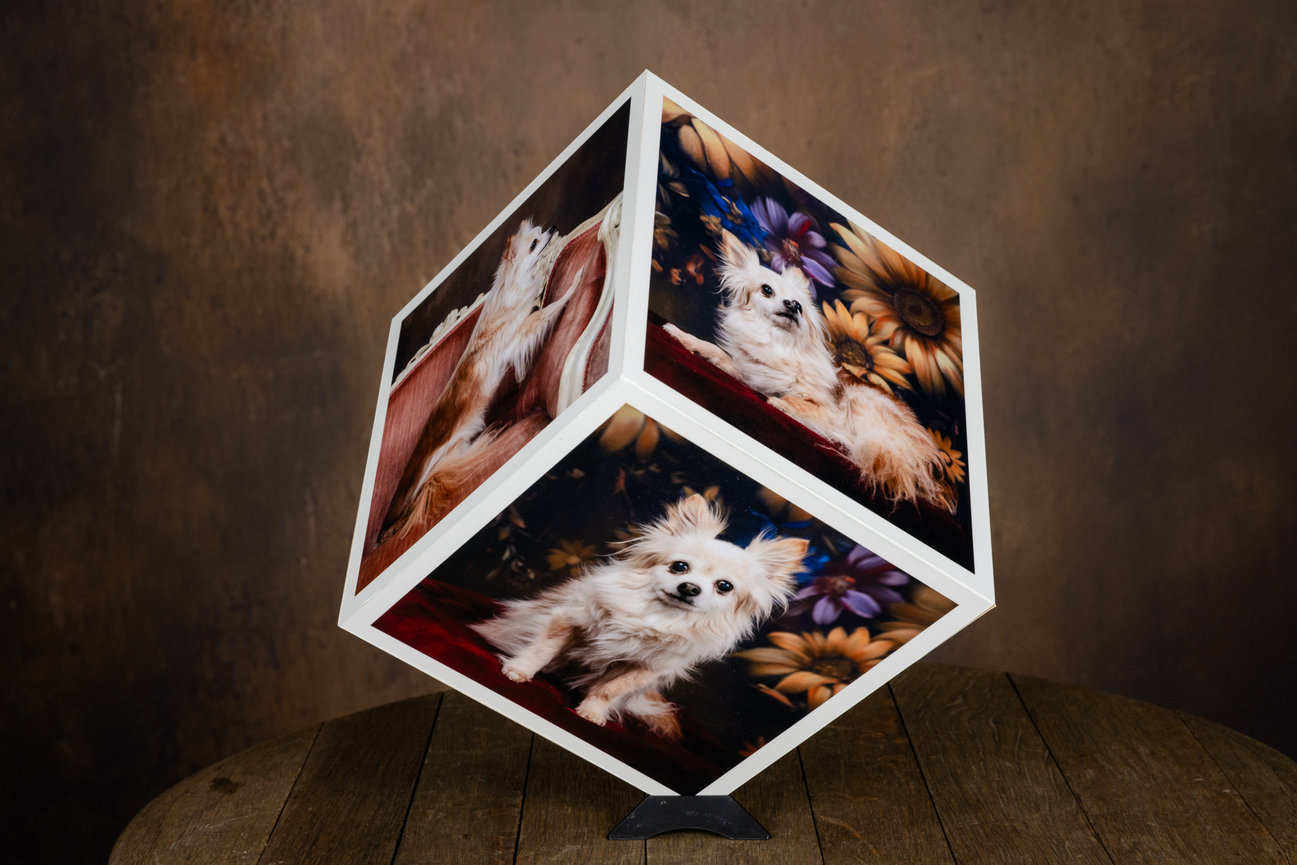 beveled acrylic pet portrait block featuring collie dog in red tulip field