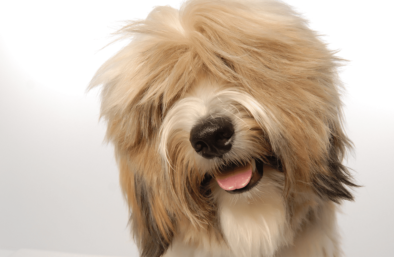 A yellow Tibetan Terrier dog named Mooch at the Kliks Photography in Cedar Rapids, Iowa