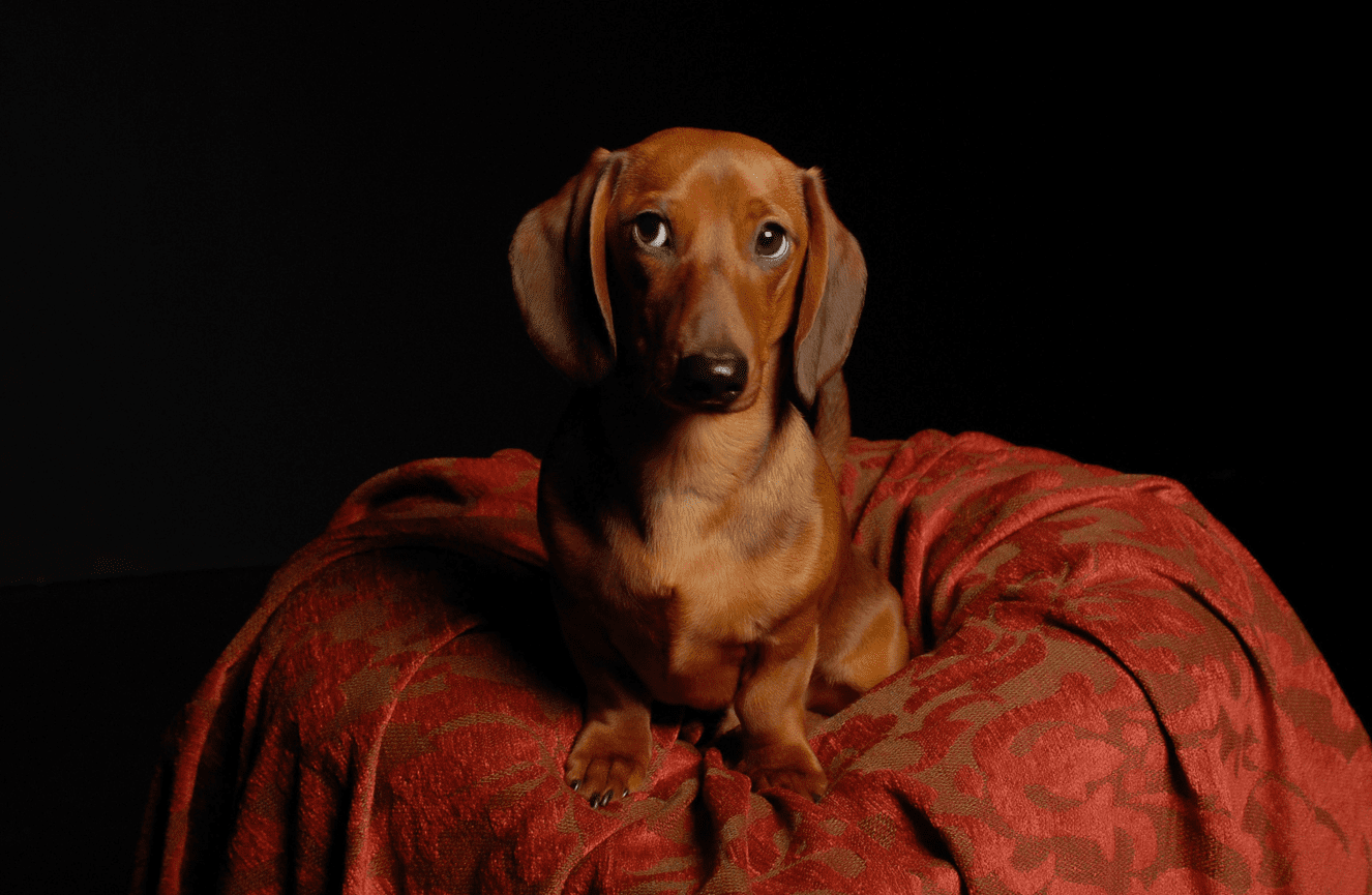A brown dachshund wiener dog trained as a therapy hospital dog sitting on a red tuffet.