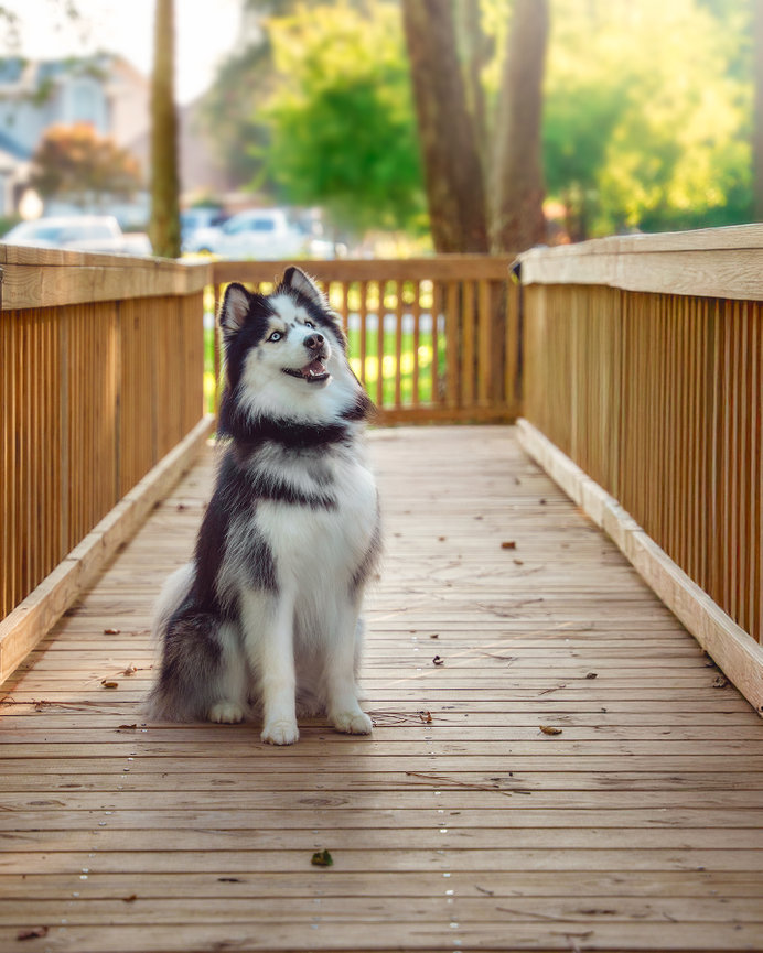 Siberian Husky sitting on a wooden bridge with trees and sunlight in the background.