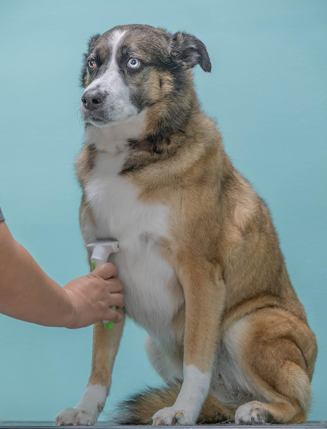 Dog being groomed with a brush against a blue background.