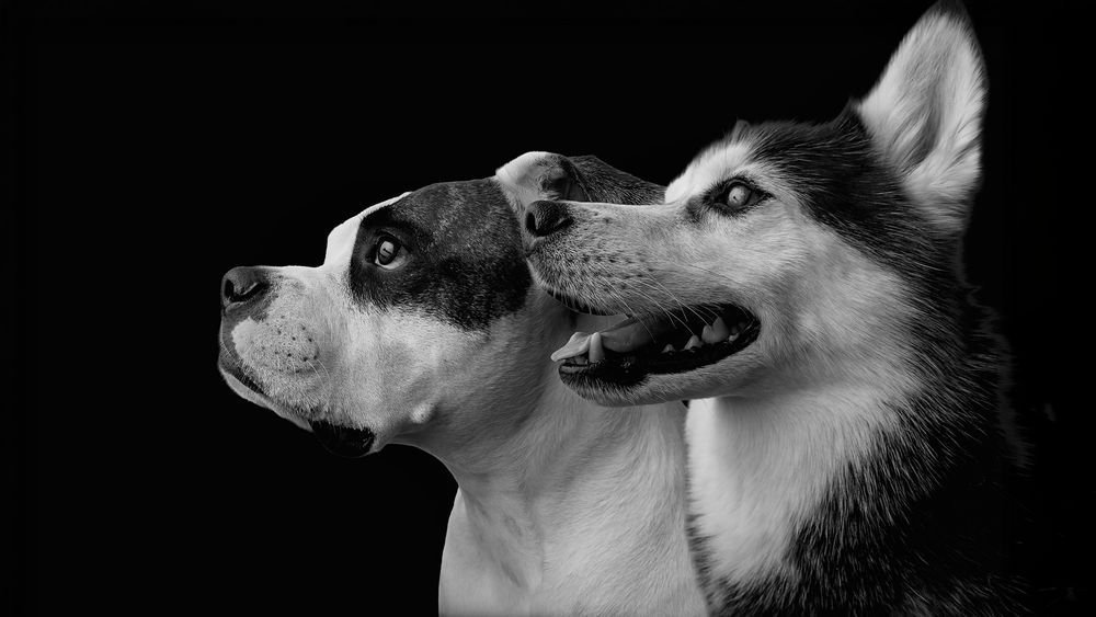 Two dogs in profile against a black background, one is a black and white dog, the other is a husky.