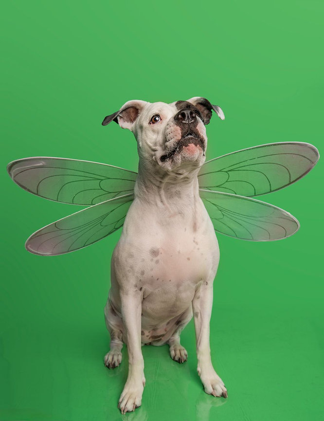 Dog wearing dragonfly wings sitting in front of a bright green background.