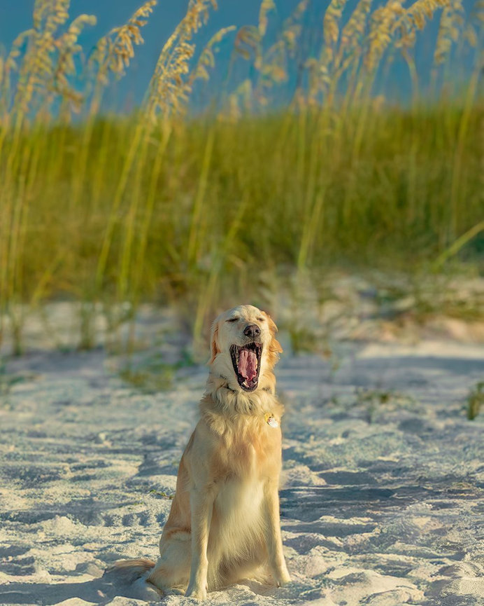 Golden retriever yawning on a sandy beach with tall grass in the background.