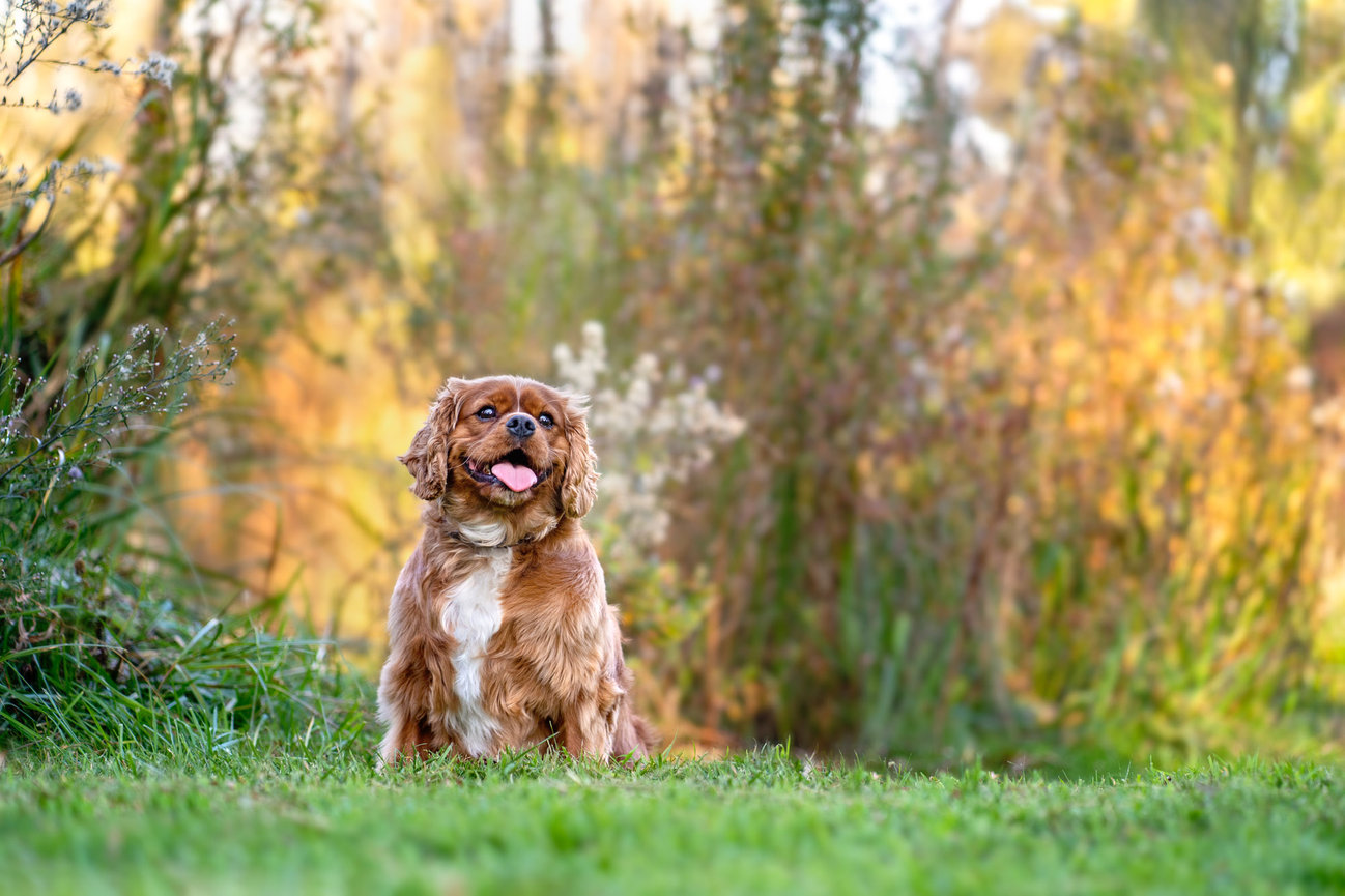 Fergus the King Charles Cavalier at Canberra Commonwealth Park for his Tails of Canberra pet photography session