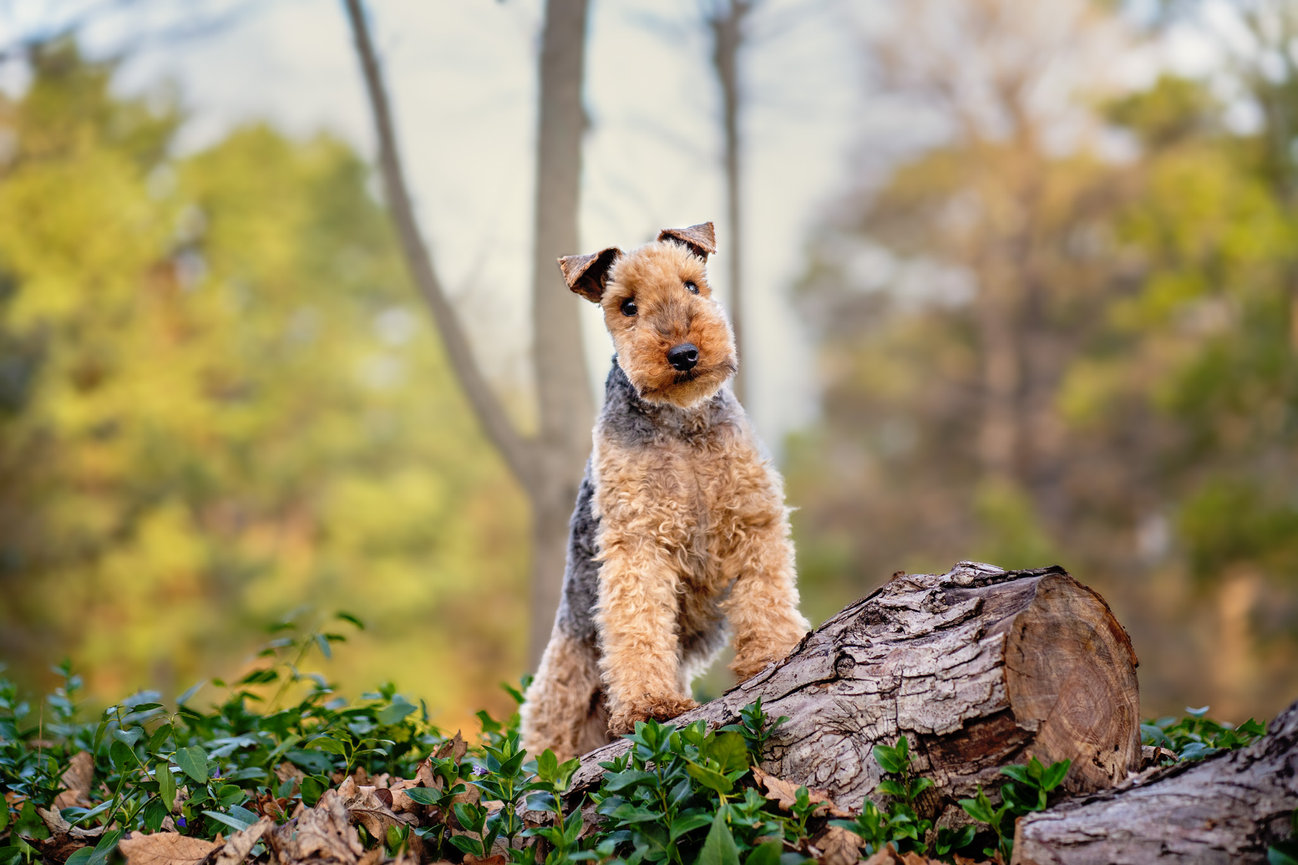 Tess the Welsh Terrier standing on a log at Yarralumla English Garden Canberra for her pet photography session