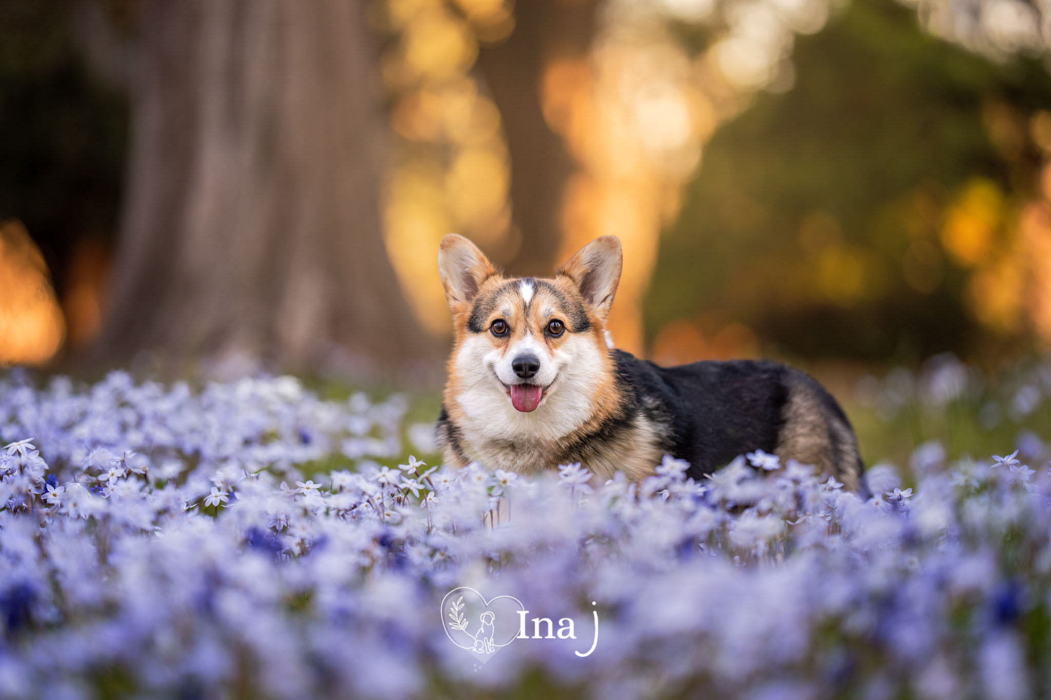 Springtime Dogs Photo Shoot Your Guide to a Perfect Spring Dog Photo Session