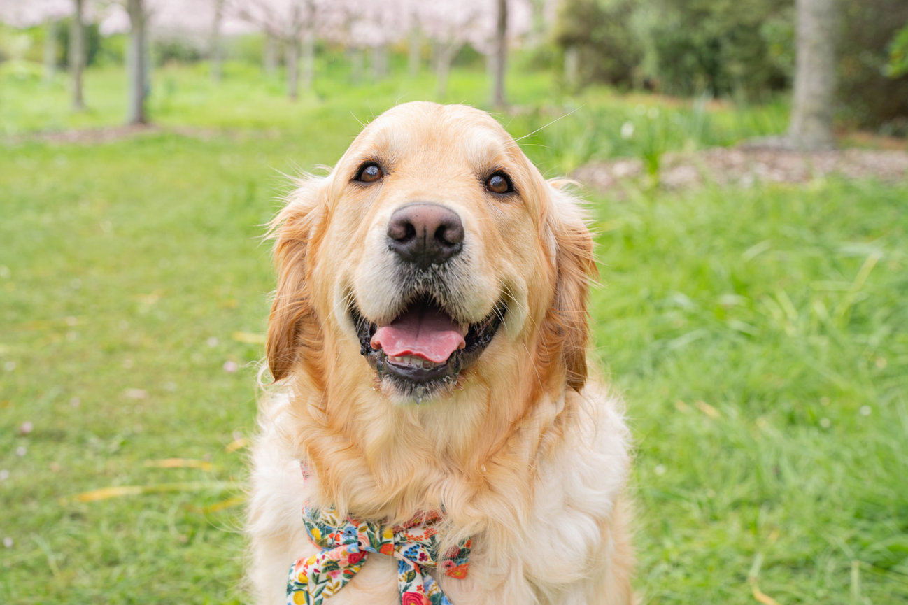 Golden Retriever with a floral bandana sitting on grass with trees in the background.