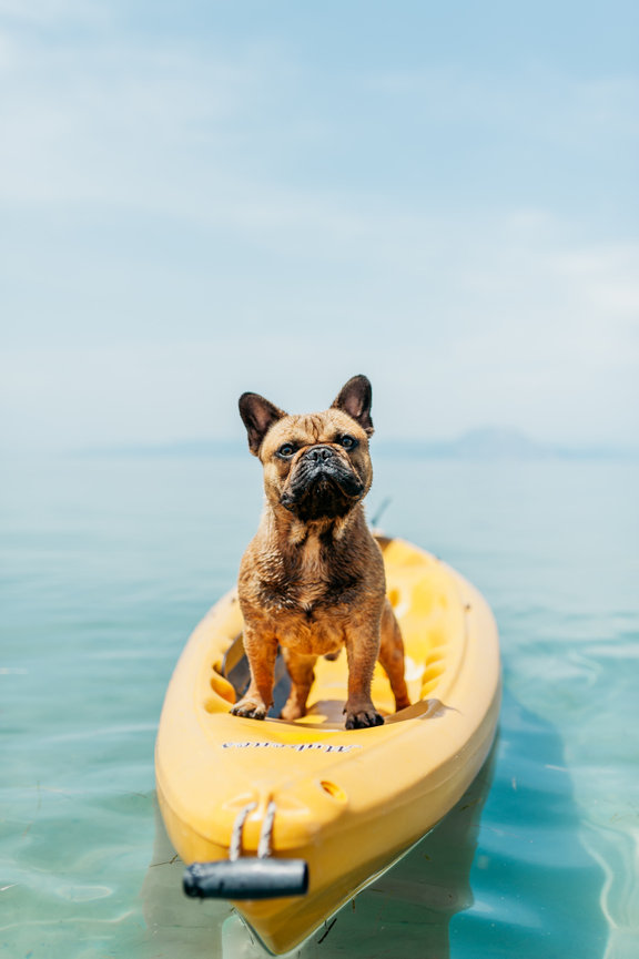 French Bulldog standing on a yellow kayak in calm blue water under a clear sky.