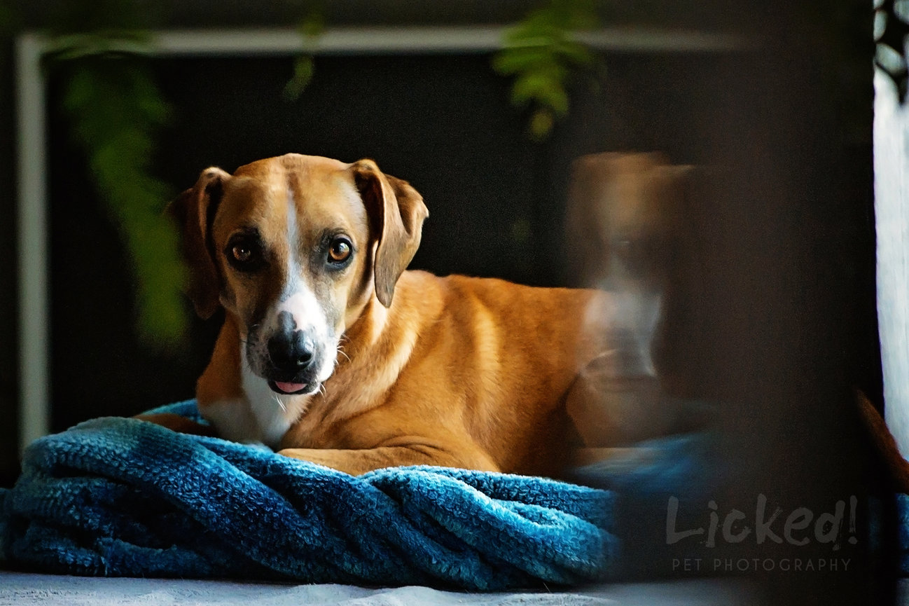 Blog archive-Licked! Pet Photography image