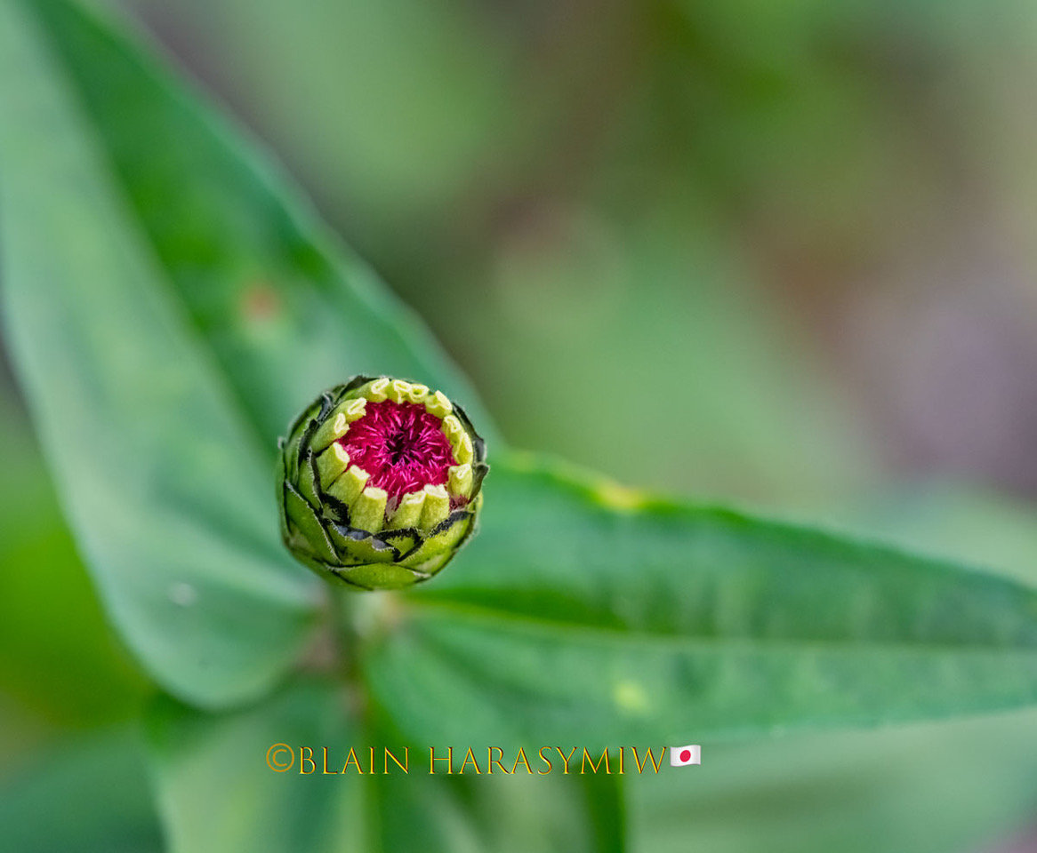 Species of Japan The Zinnia flower (Zinnia elegans) JAPAN DREAMSCAPES