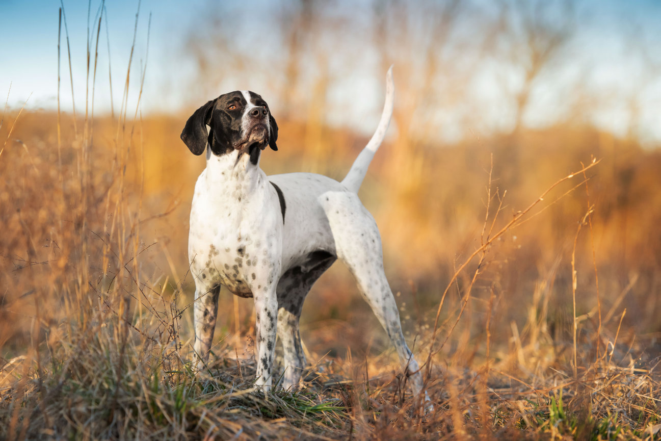 what does it mean when your dog points