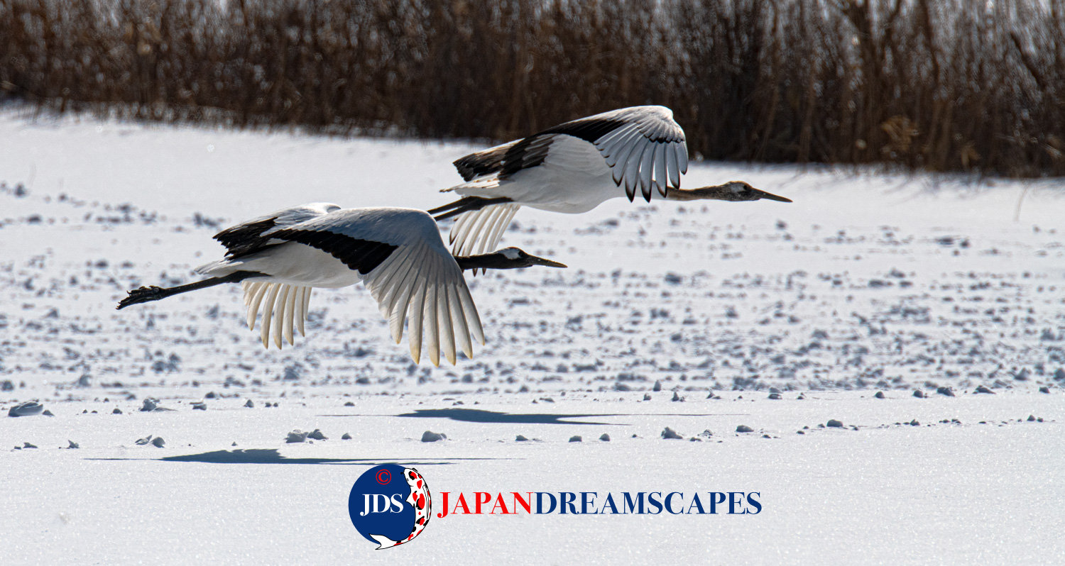 February 14-25, 2026 Hokkaido Birding Wildlife - JAPAN