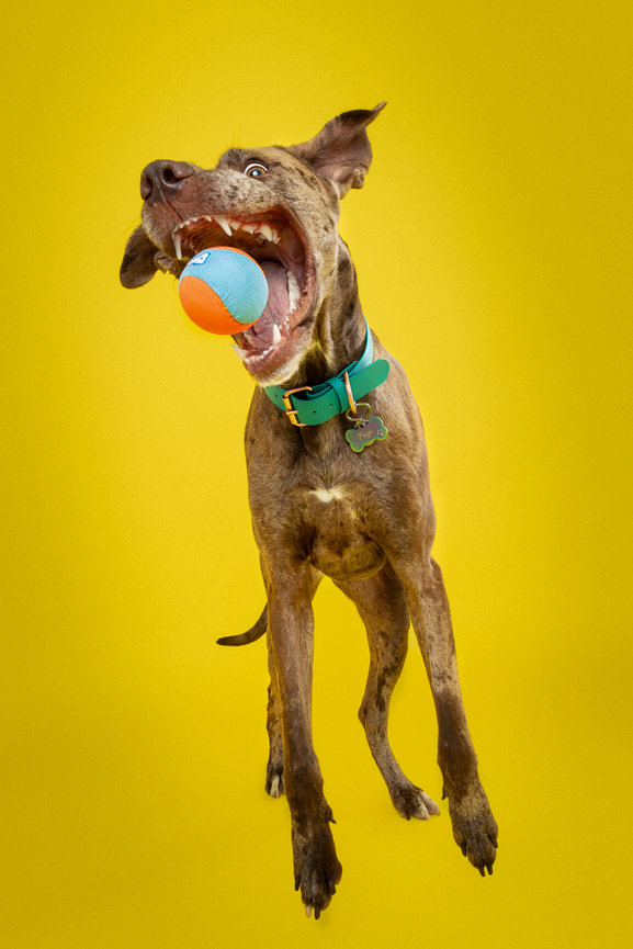 great dane dog catching ball