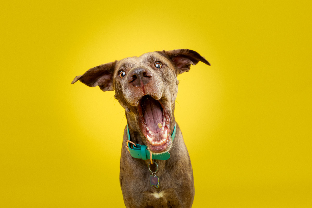 dog catching treats pet photographer