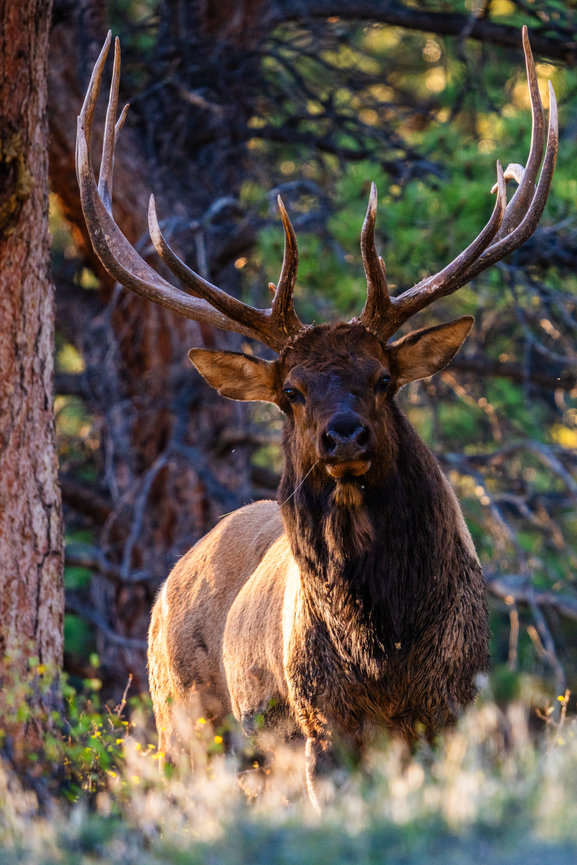 Majestic elk with large antlers standing in a sunlit forest clearing.