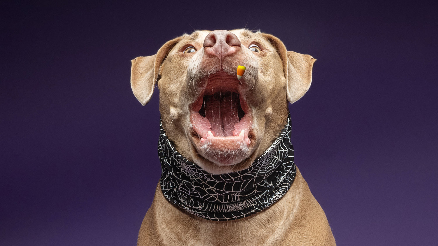 Classic Halloween dog portrait